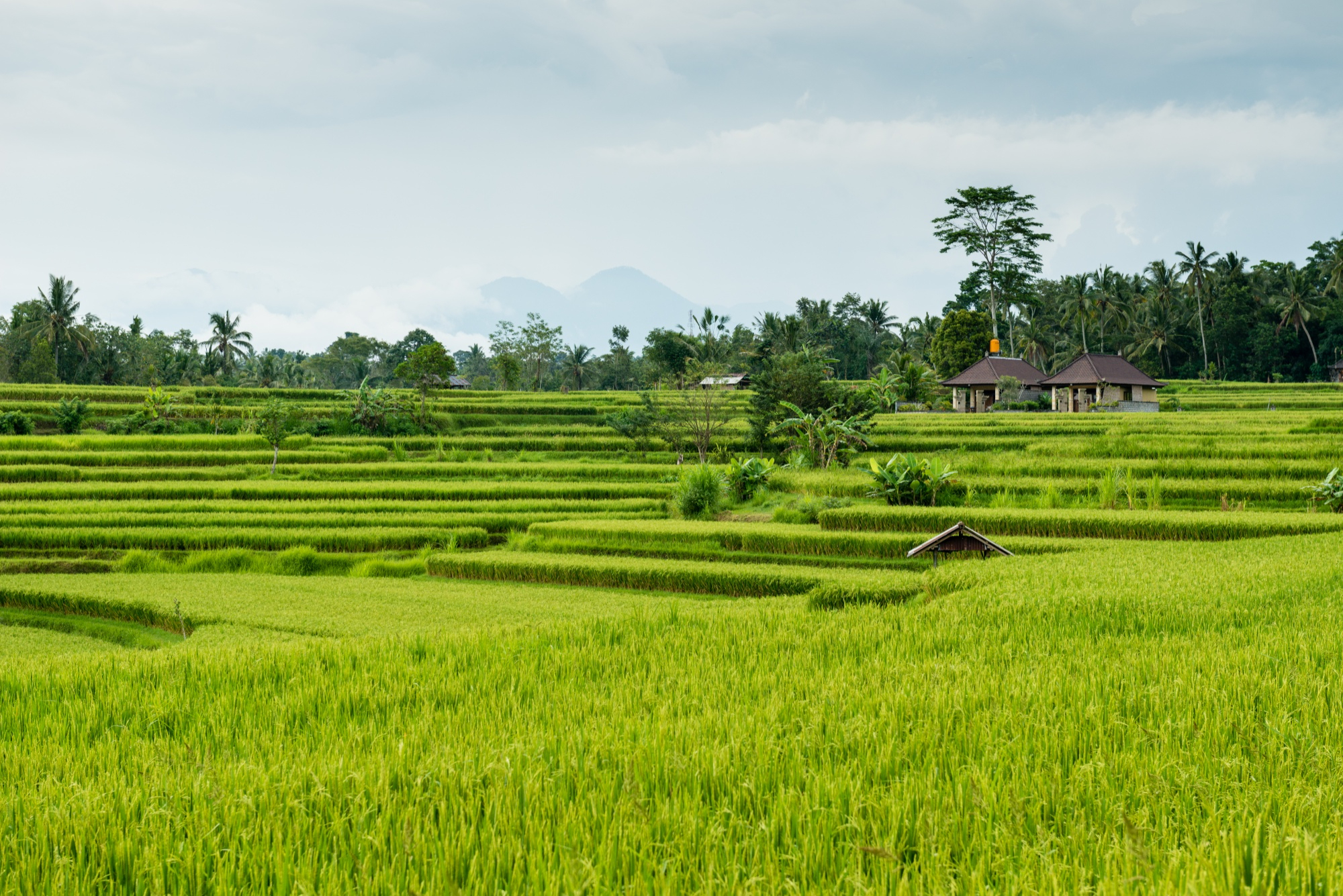 Rice paddies