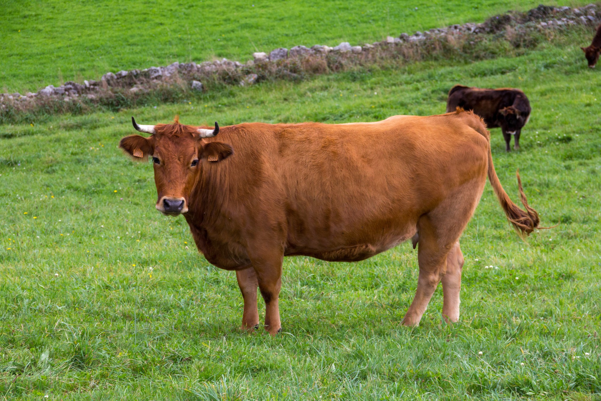 Jersey Dairy Cow