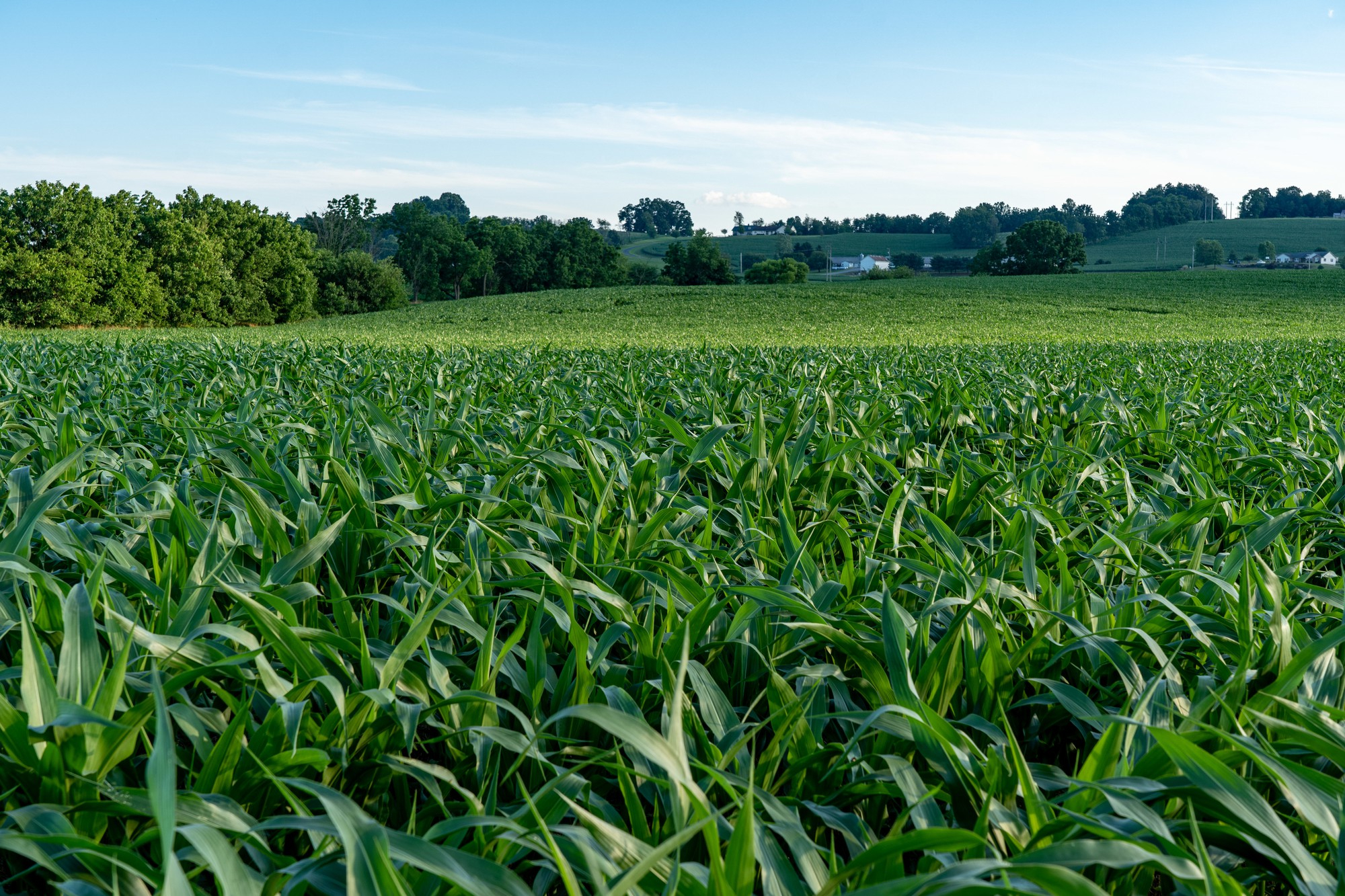 Corn field