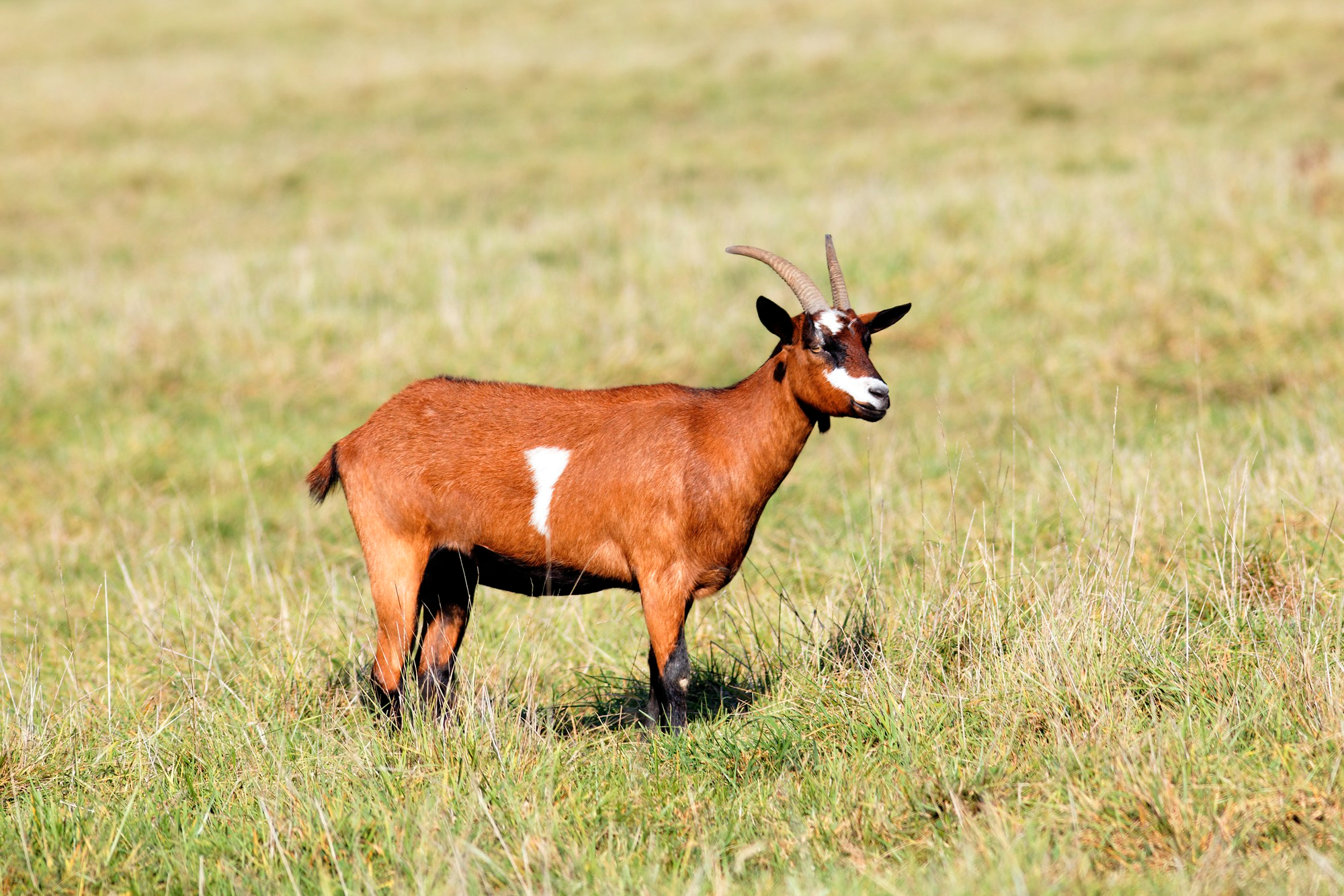Alpine Goat